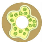 Projeto na Bordadeira - Rosquinha e Absorvente para Amamentação - Image 4