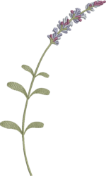 Coleção Flores e Cores - Imagem 19