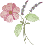 Coleção Flores e Cores - Imagem 8