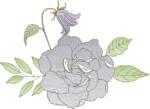 Coleção Flores e Cores - Imagem 24