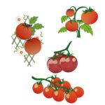 Matriz de bordado pacotinho de tomates