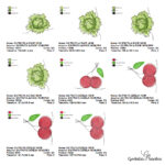 Matriz de Bordado - COLEÇÃO FRUTINHAS FIO - Imagem 13