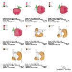 Matriz de Bordado - COLEÇÃO FRUTINHAS FIO - Imagem 14