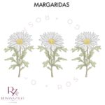 Margaridas - Imagem 6