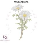Margaridas - Imagem 2