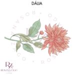 Dália - Image 4