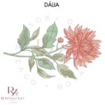 Dália - Image 2