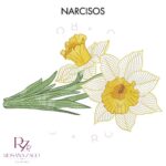 Narcisos - Image 2