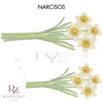 Narcisos - Image 3