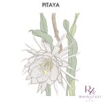 Pitaya - Image 3