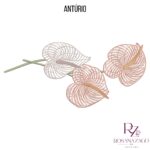 Antúrio - Imagem 2