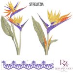 STRELITZIA