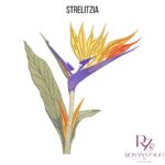 STRELITZIA - Image 2