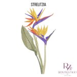 STRELITZIA - Image 3
