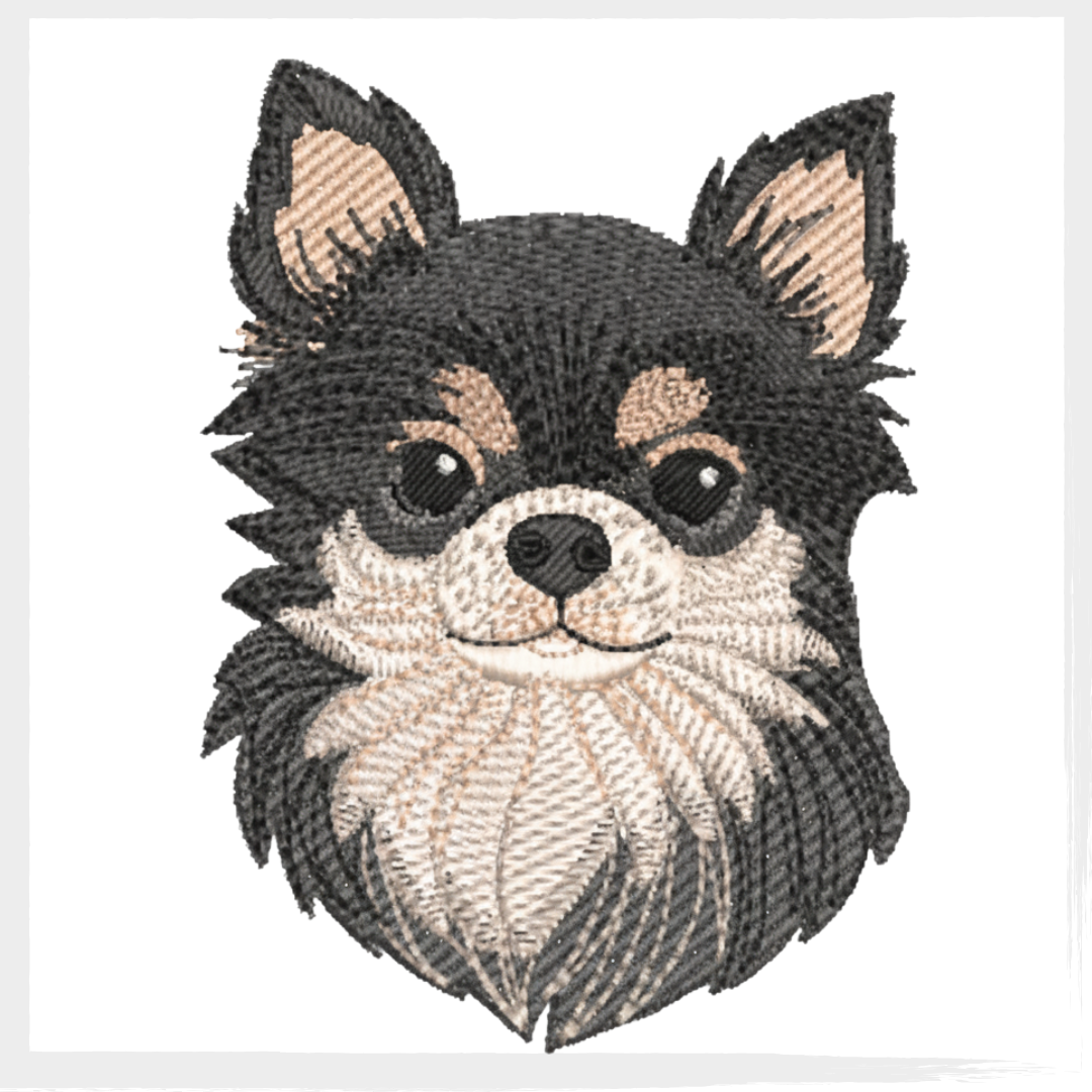 SHIHUAUA Toby bazar (1) Matriz Cachorro Chihuahua Toby - Image 2