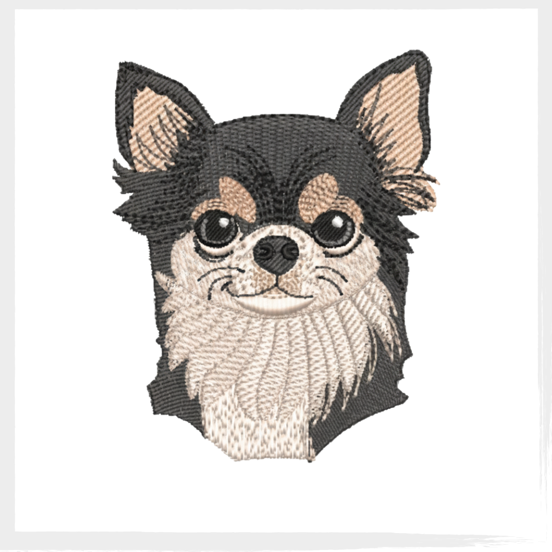 SHIHUAUA roberto bazar (1) Matriz Cachorro Chihuahua Robert - Imagem 2